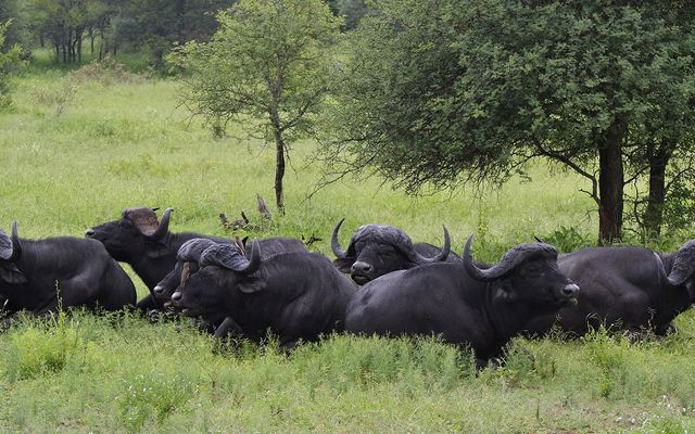 Kudde kafferbuffels in het Krugerpark