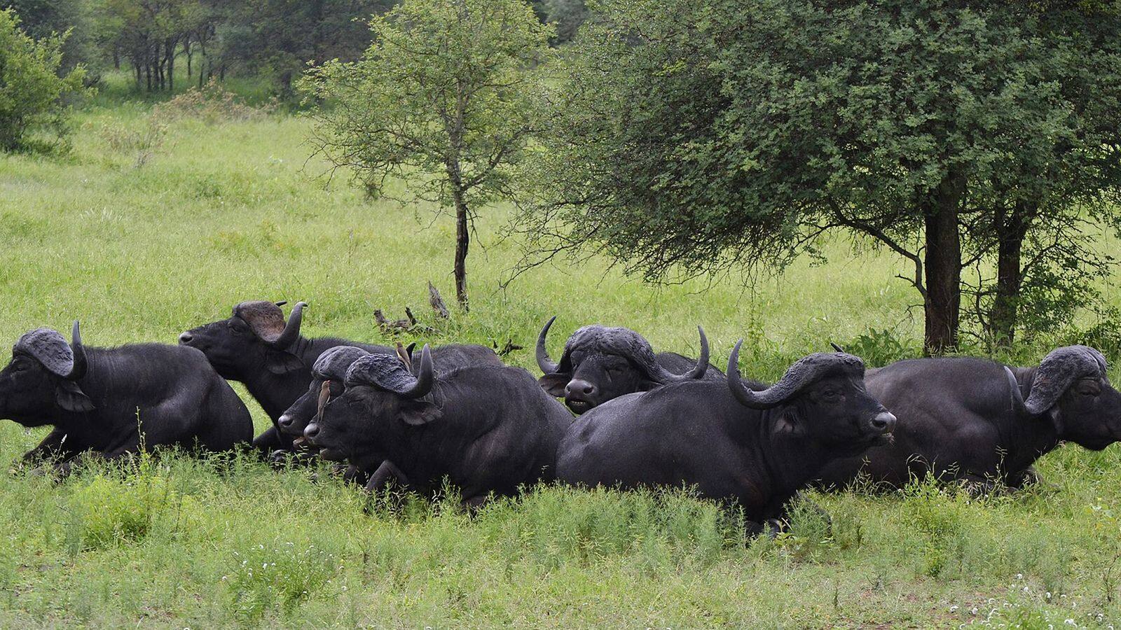 Kudde kafferbuffels in het Krugerpark