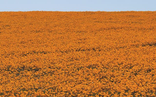Velden vol oranje en gele madeliefjes in het Skilpad-gebied van Namaqua National Park