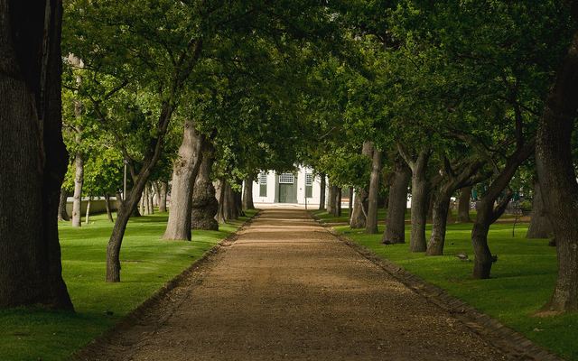 Het witte Kaaps-Hollandse landhuis van Groot Constantia tussen de wijngaarden