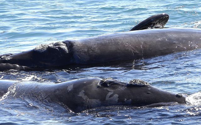 Een zuidkaper steekt zijn staart boven het water uit in Walker Bay bij Hermanus