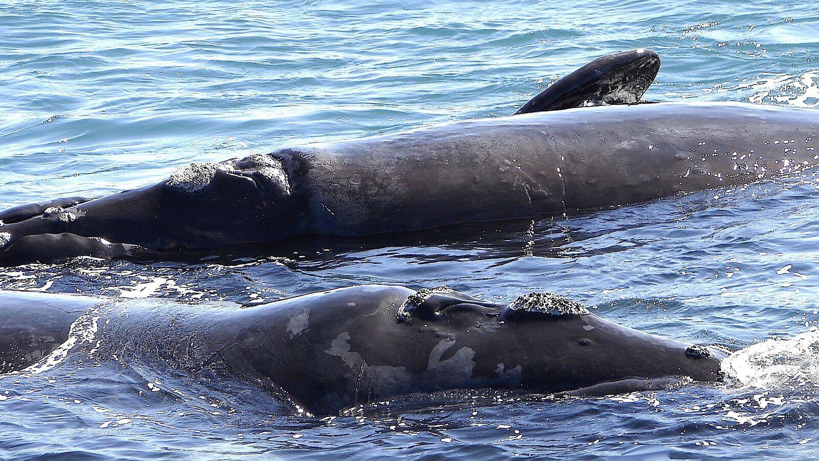 Een zuidkaper steekt zijn staart boven het water uit in Walker Bay bij Hermanus