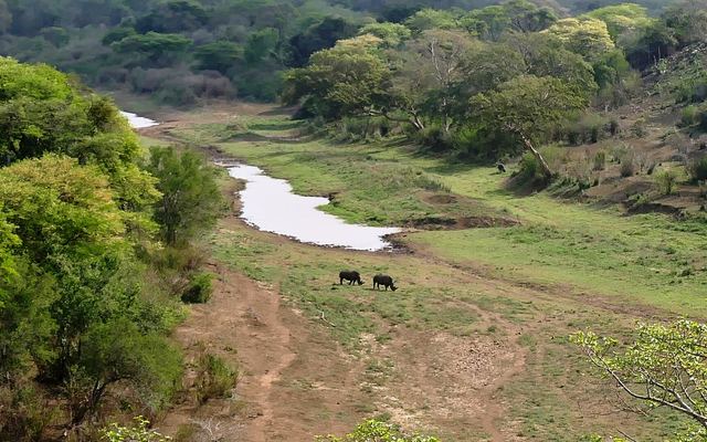 Witte neushoorn met jong op een groene helling in Hluhluwe-iMfolozi