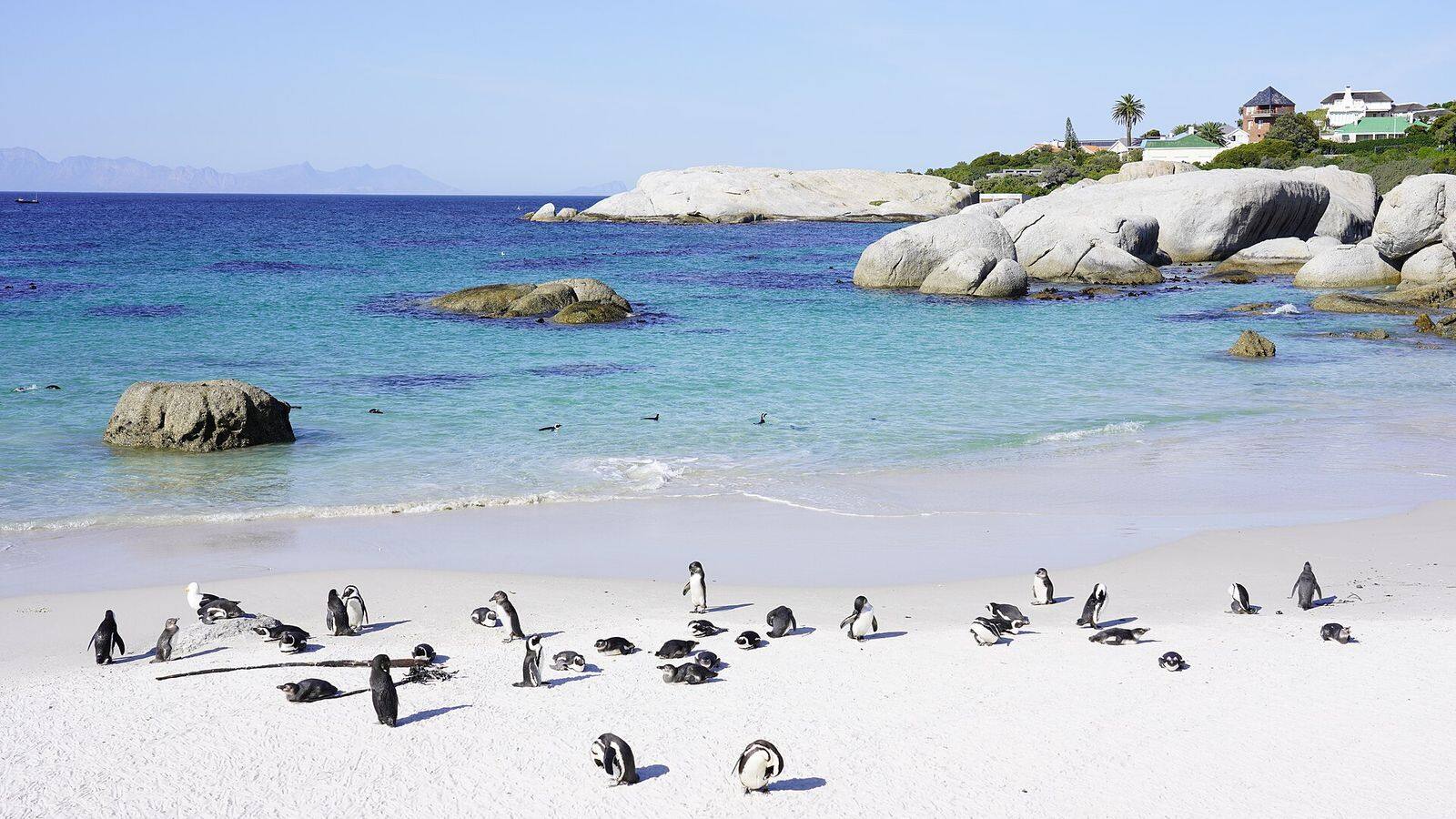 Afrikaanse pinguïns op Boulders Beach