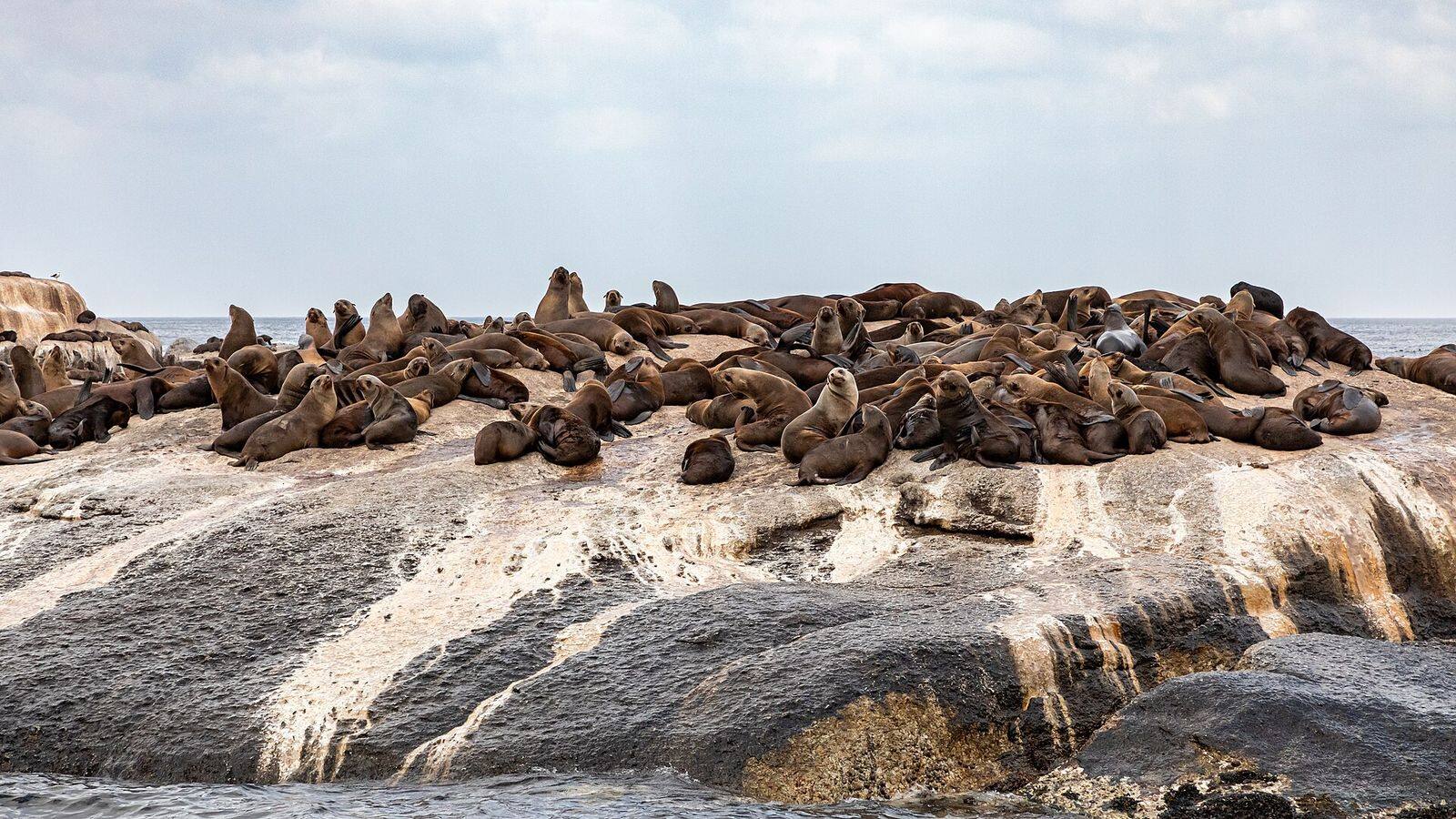 Kaapse pelsrobben op de rotsen van Duiker Island bij Hout Bay