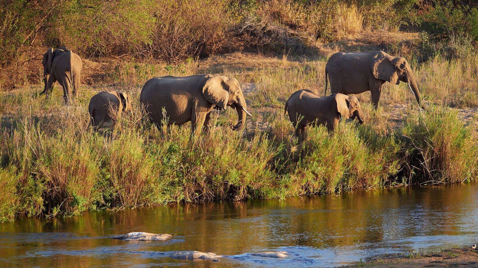 Een kudde olifanten in het Krugerpark