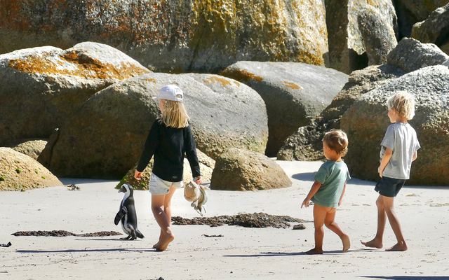 Afrikaanse pinguïns op het strand van Boulders Beach met granieten rotsen