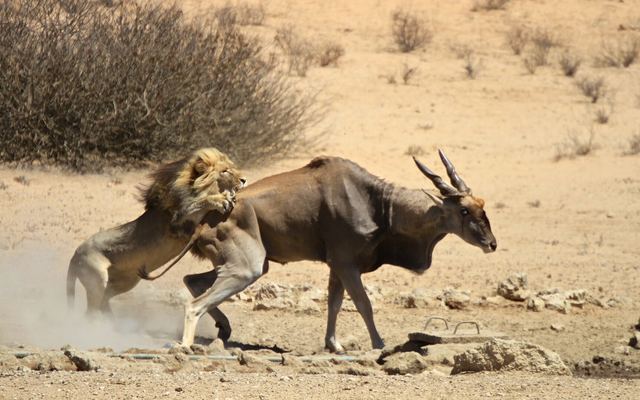 Kalahari-leeuw met zwarte manen in de droge rivierbedding van de Nossob