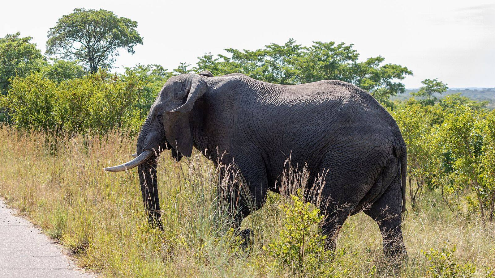 Uitzicht over de Sabierivier bij het rustkamp Lower Sabie