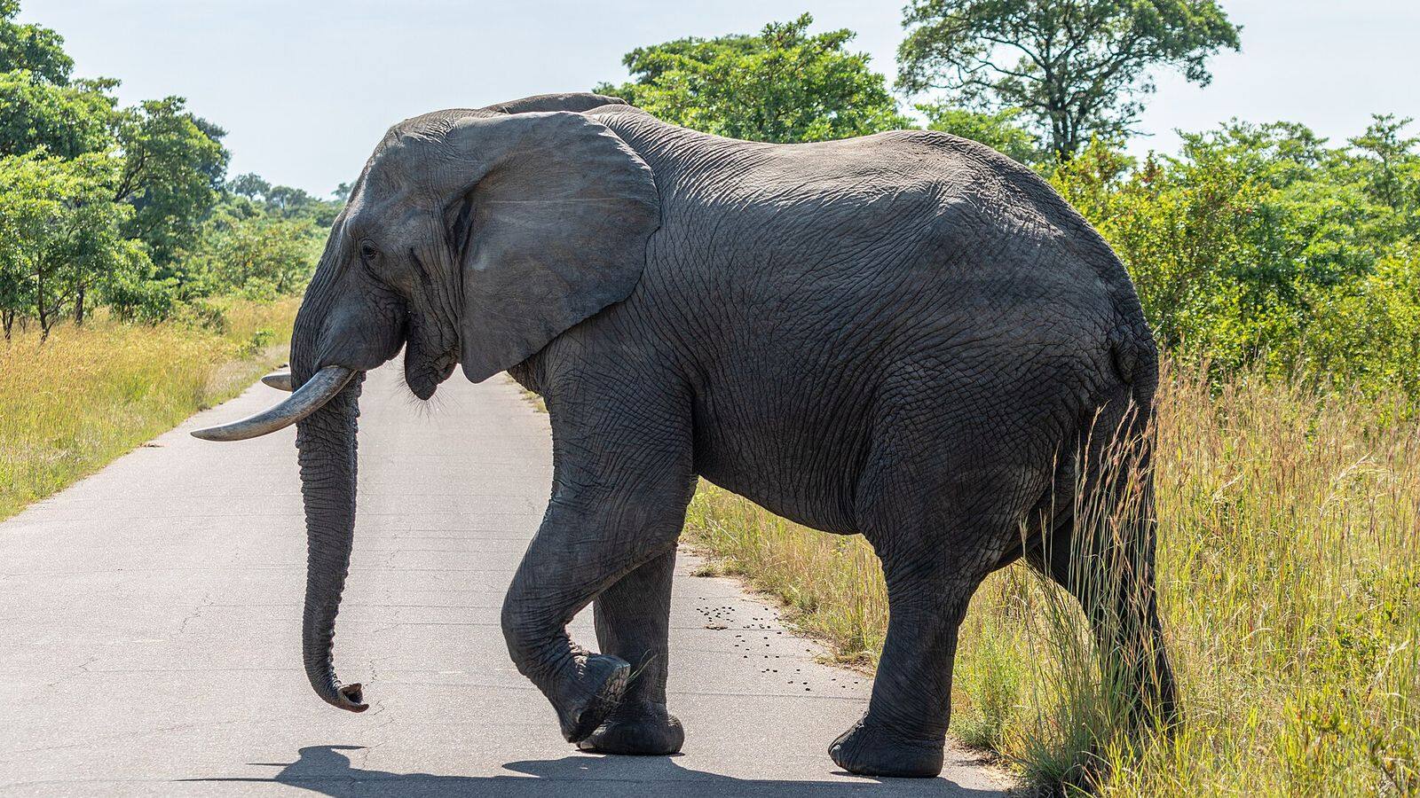 Kudde olifanten steekt een zandweg over in het Krugerpark