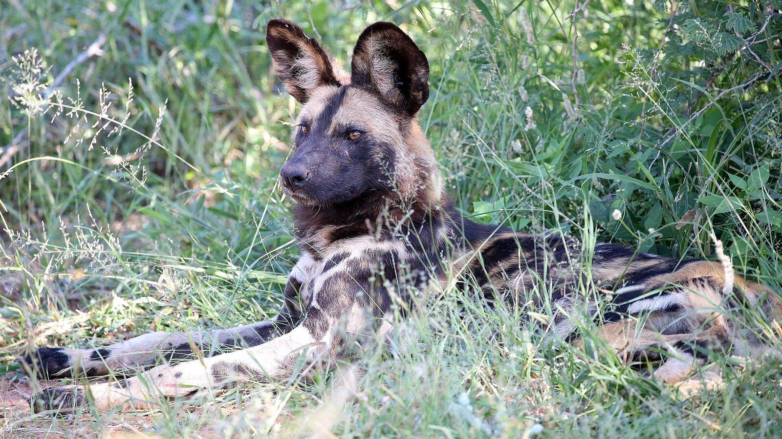 Uitzicht over de savanne van Madikwe vanaf een lodge