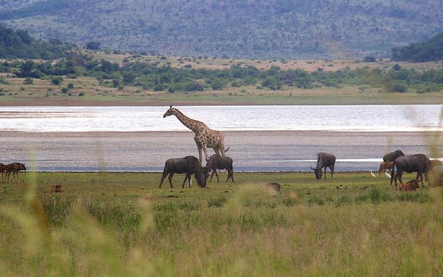 Heuvels van de vulkaankrater van Pilanesberg met een meer op de voorgrond
