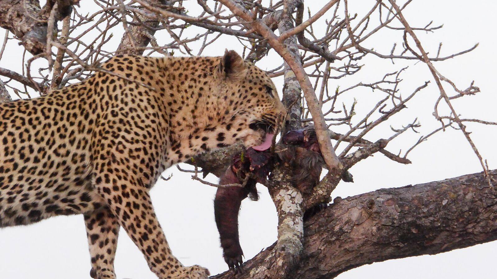 Luipaard rust op een tak van een boom in Sabi Sands
