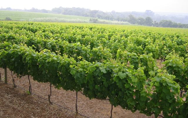 Wijngaarden in de Franschhoek-vallei met bergen op de achtergrond